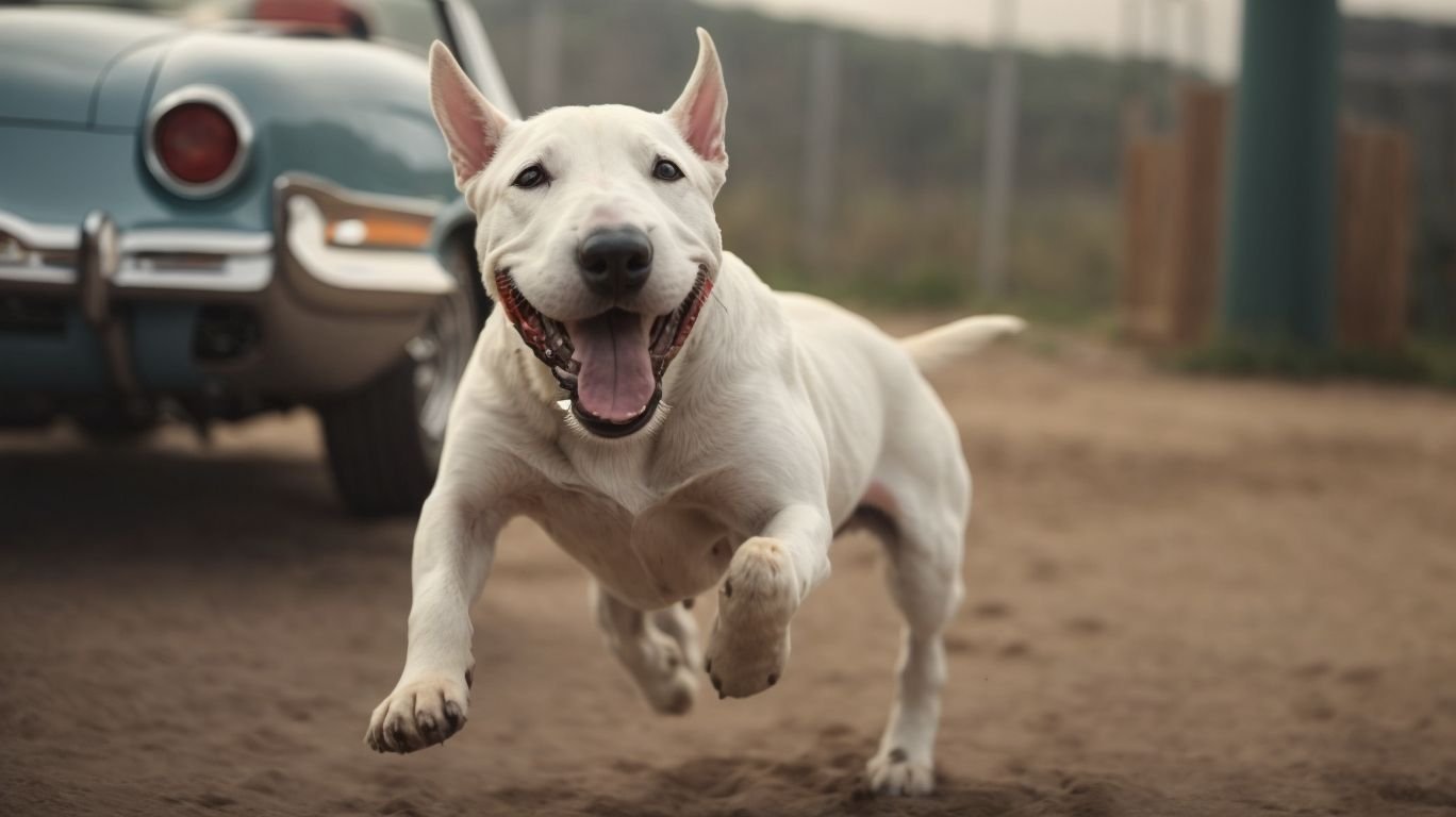 Recomendaciones para Adoptar un Bull Terrier - Bull Terrier 