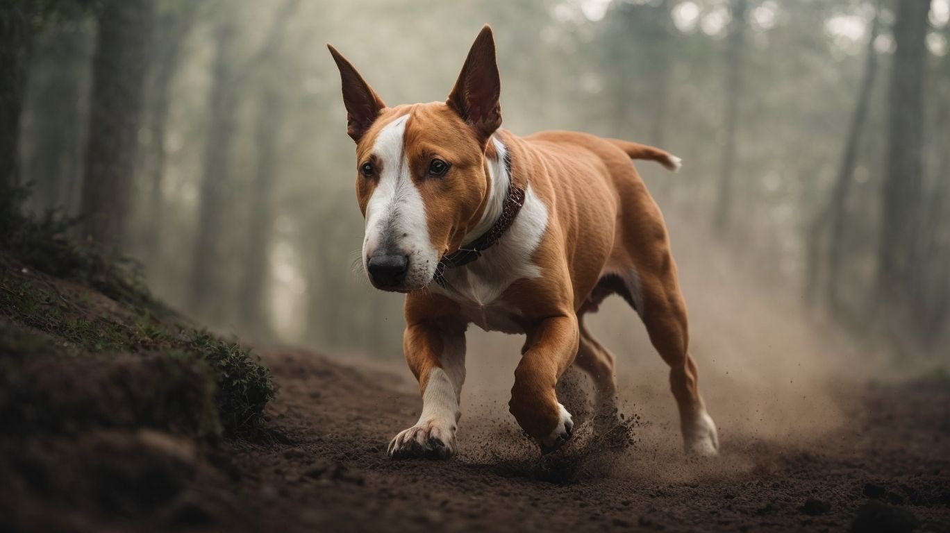 Historia y Origen del Bull Terrier - Bull Terrier 