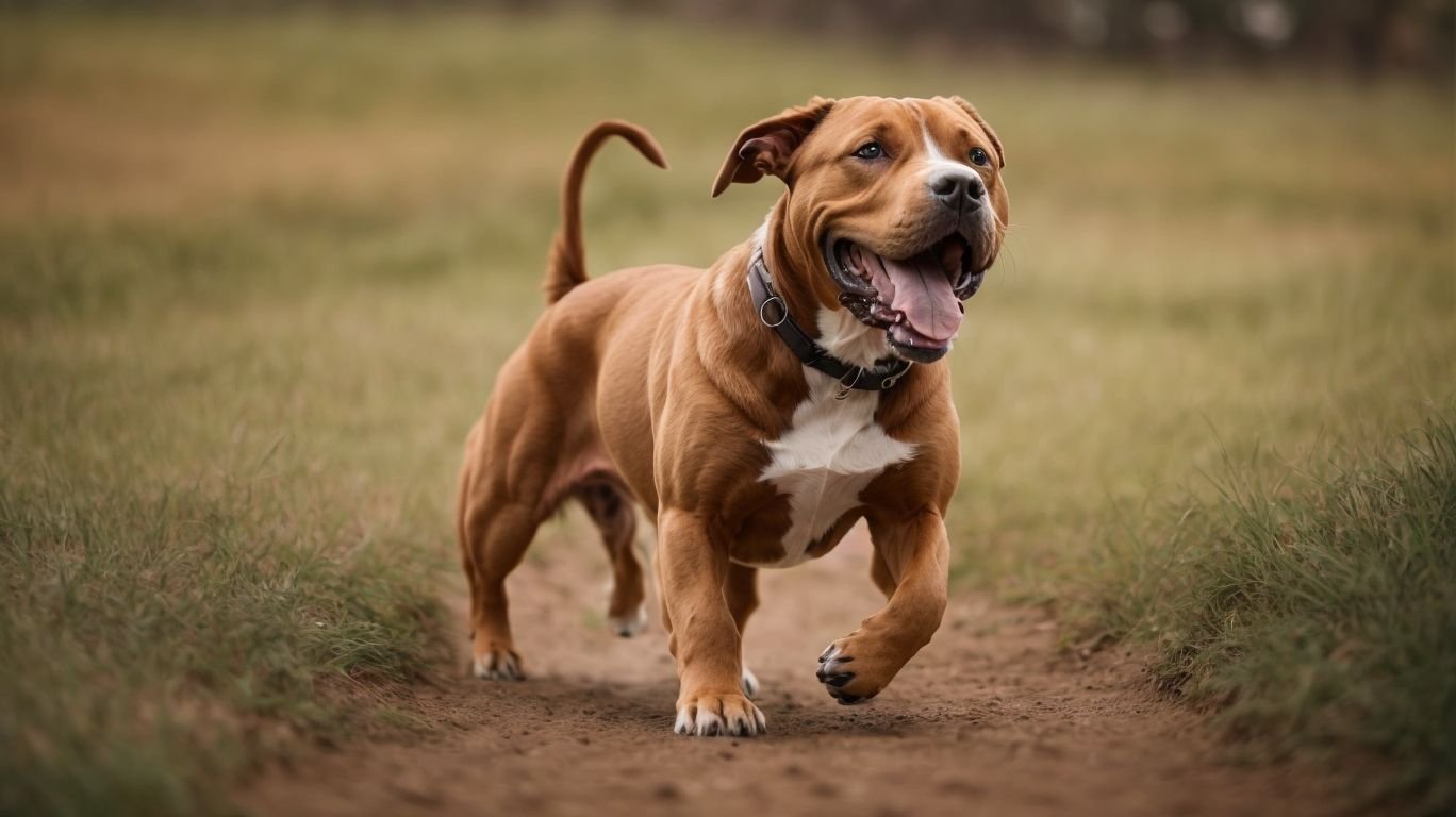 You are currently viewing ¿Por Qué Los Pitbulls Necesitan Tanta Atención? Entendiendo Sus Necesidades Únicas