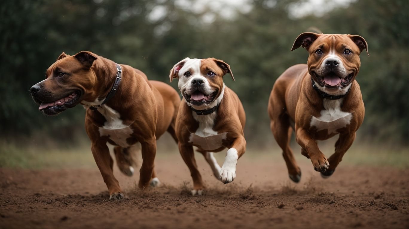 Read more about the article ¿Son los Staffordshire Terriers más agresivos que los Pitbulls? AmigoPitbull